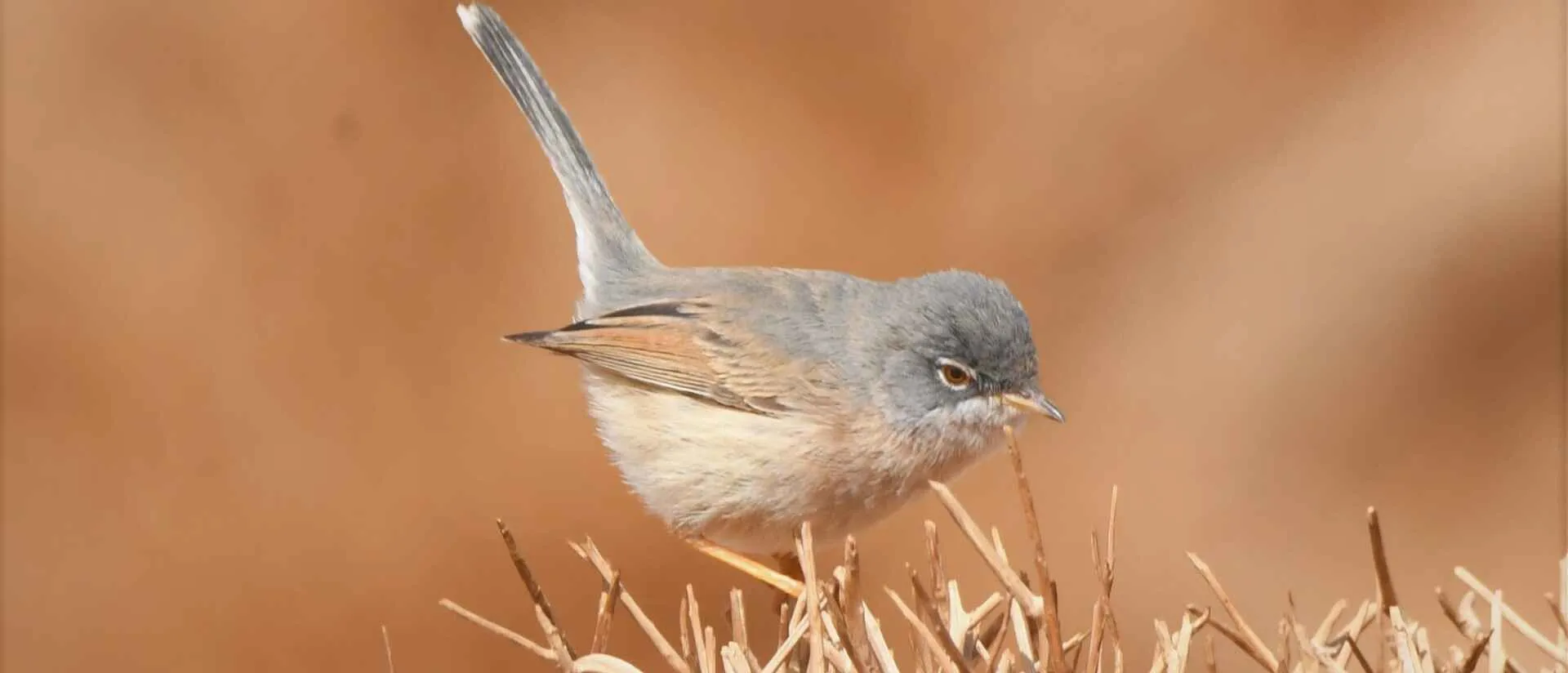 African Desert Warbler in low desert scrub