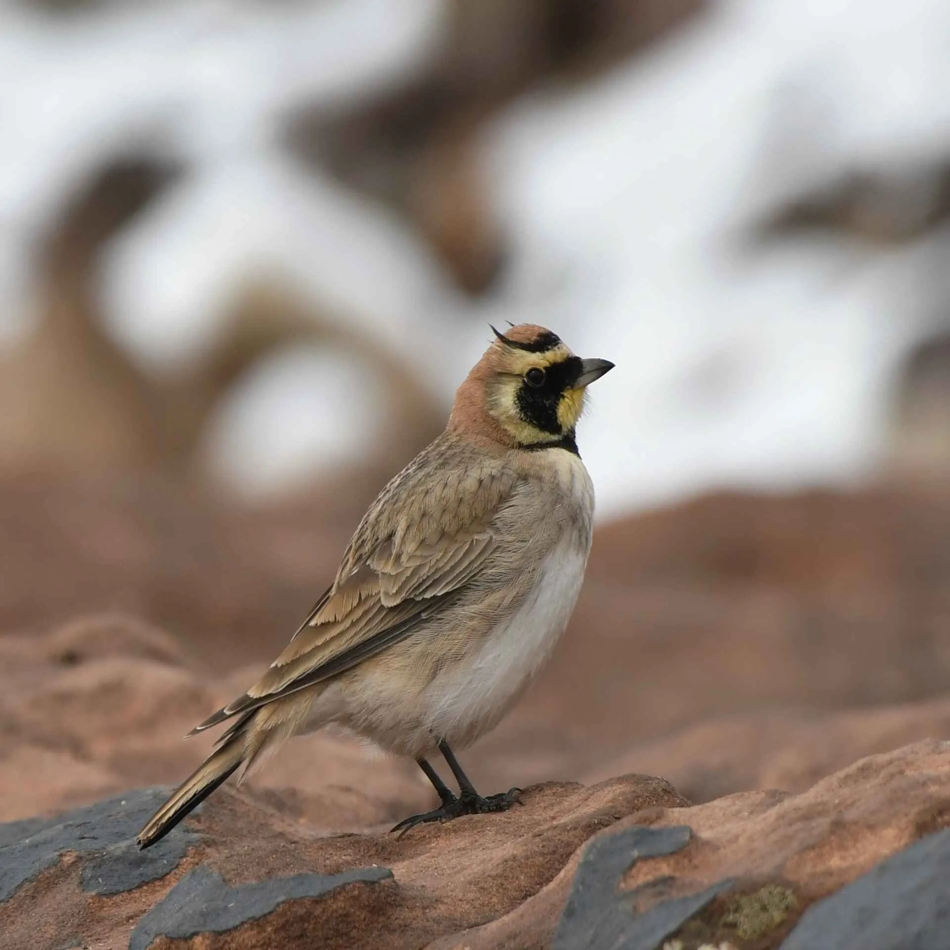 Atlas Horned Lark, a High Atlas speciality, on open ground