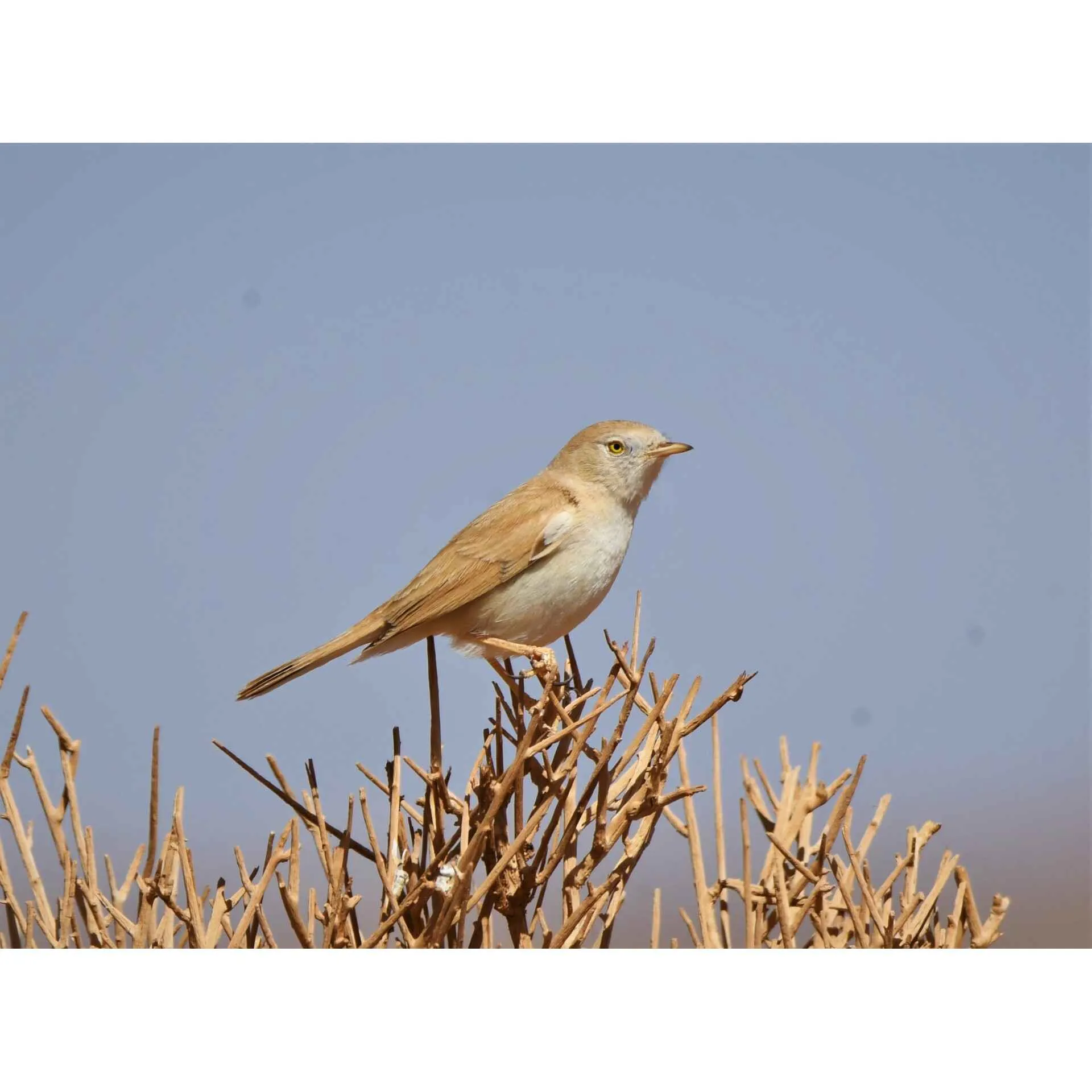 Bar-tailed Lark on bare desert ground