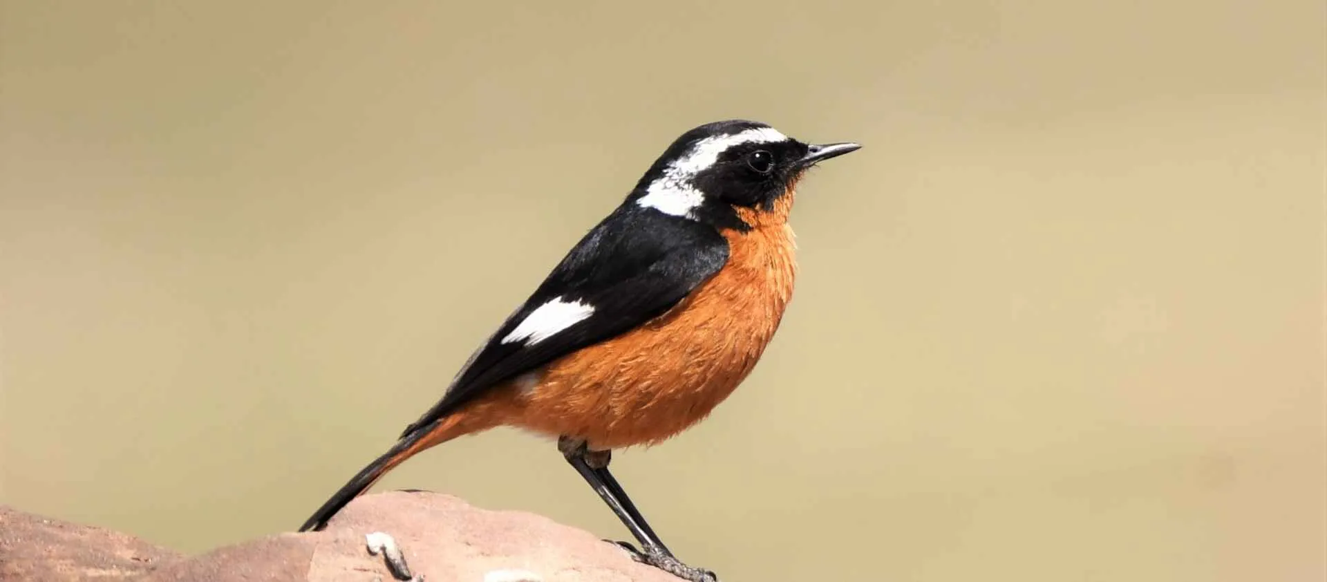 Black Wheatear perched on rock