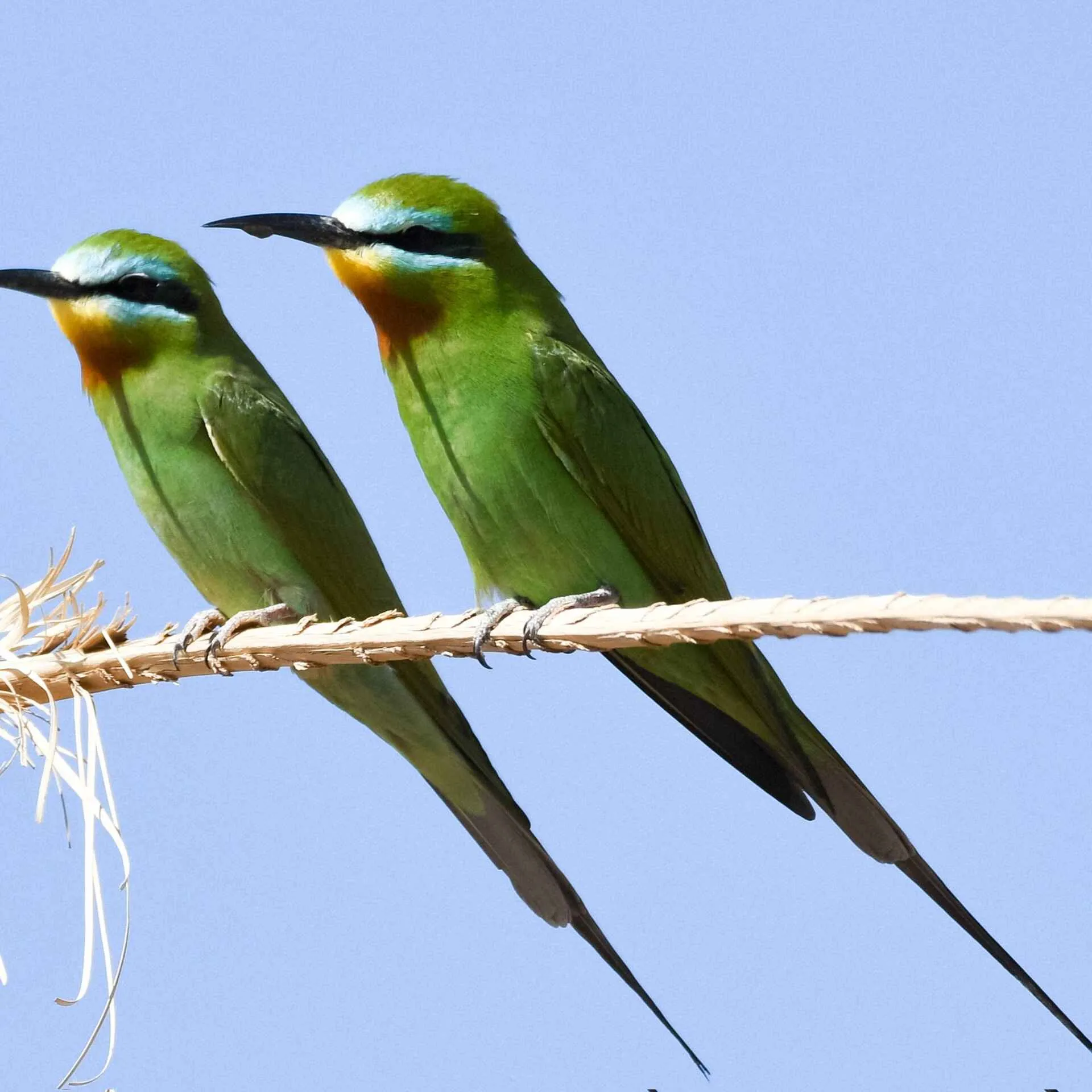 Two Blue-cheeked Bee-eaters perched on a branch