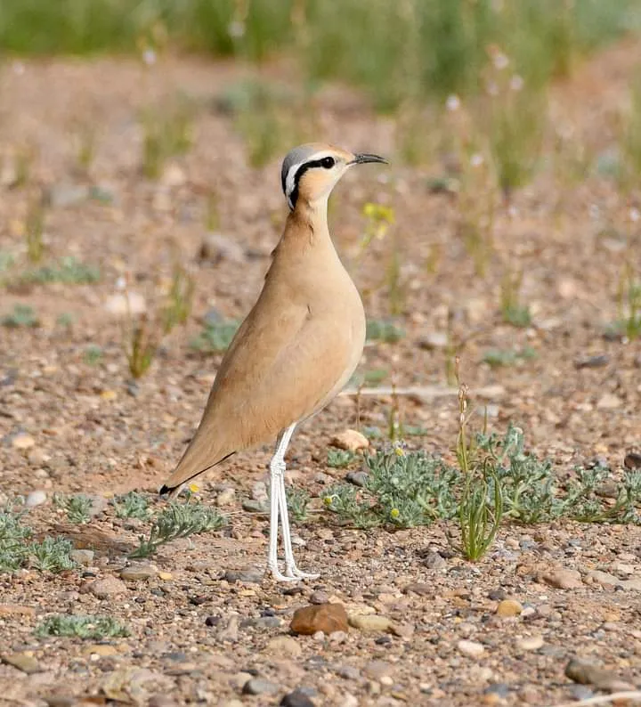 Cream-coloured Courser on open ground in northern Morocco