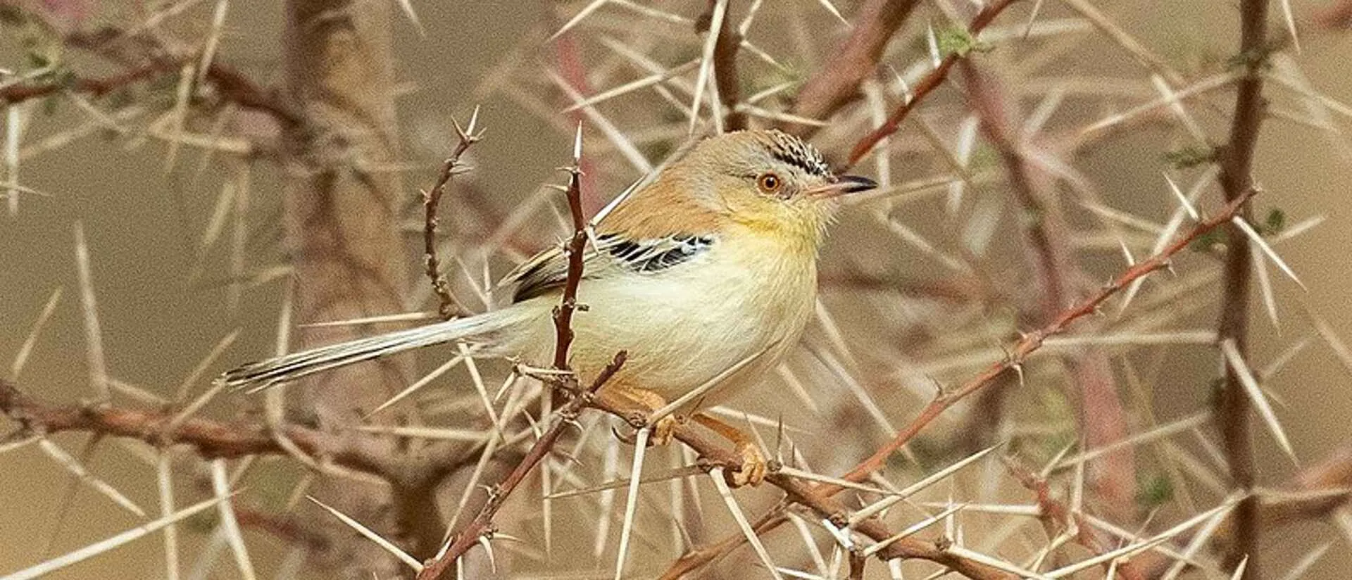 Cricket Warbler in acacia scrub in the Western Sahara