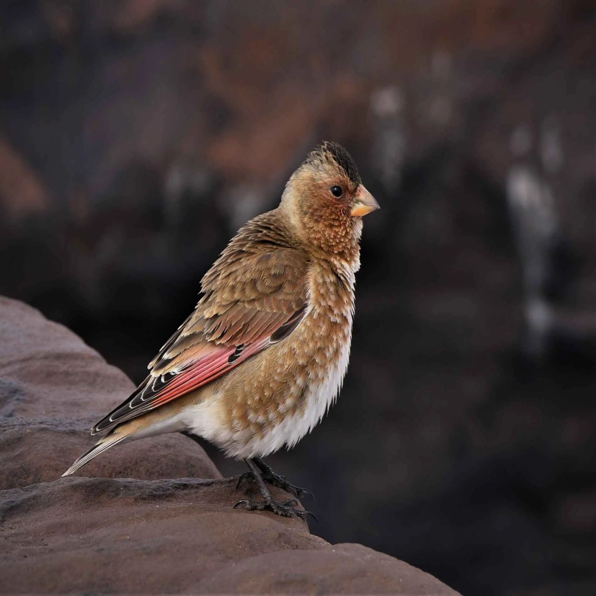 African Crimson-winged Finch perched on rock in the High Atlas