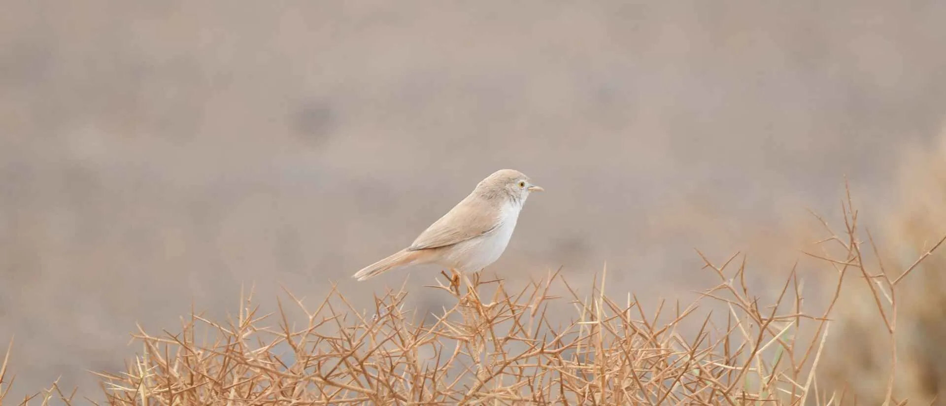 Desert Sparrow, one of the signature birds of the Merzouga sand sea