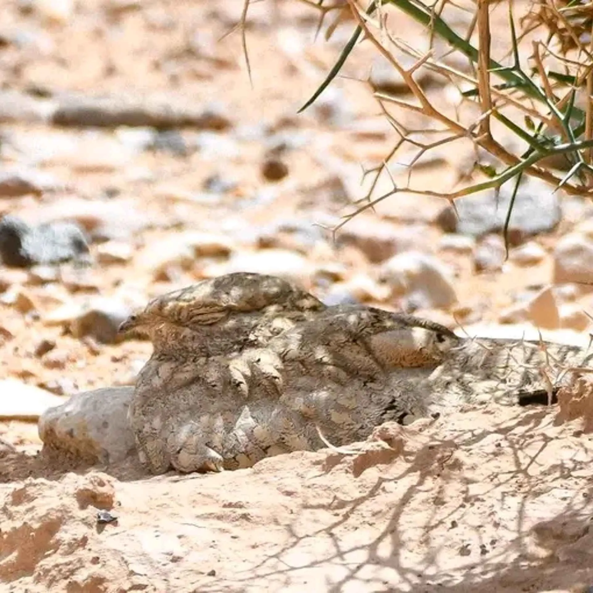 Egyptian Nightjar at its daytime roost on the desert floor