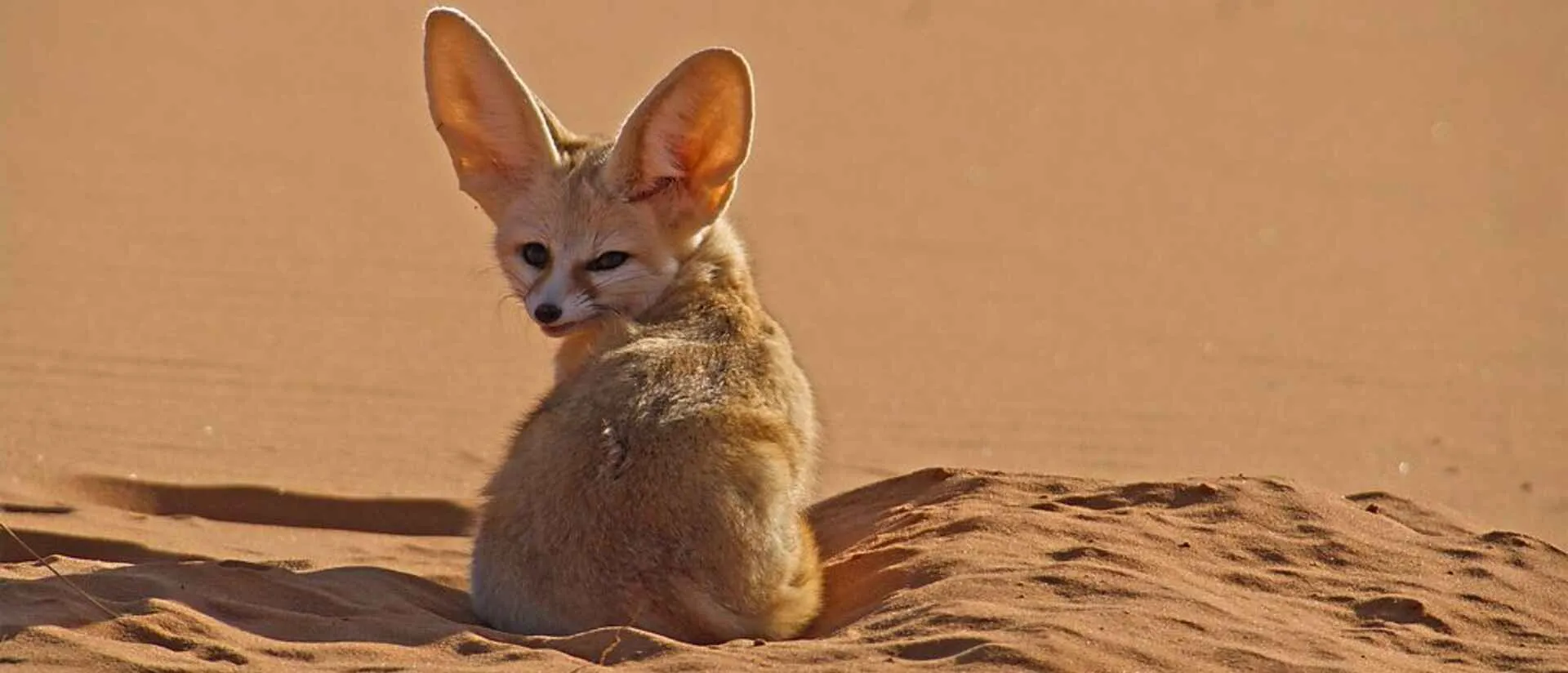 Fennec Fox in the Western Sahara at night