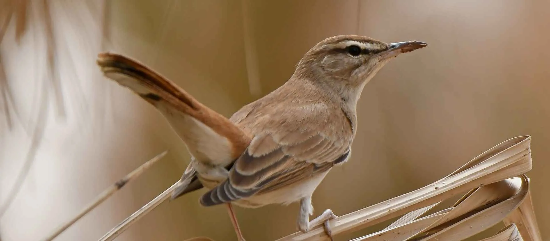 Fulvous Babbler on the ground in desert scrub