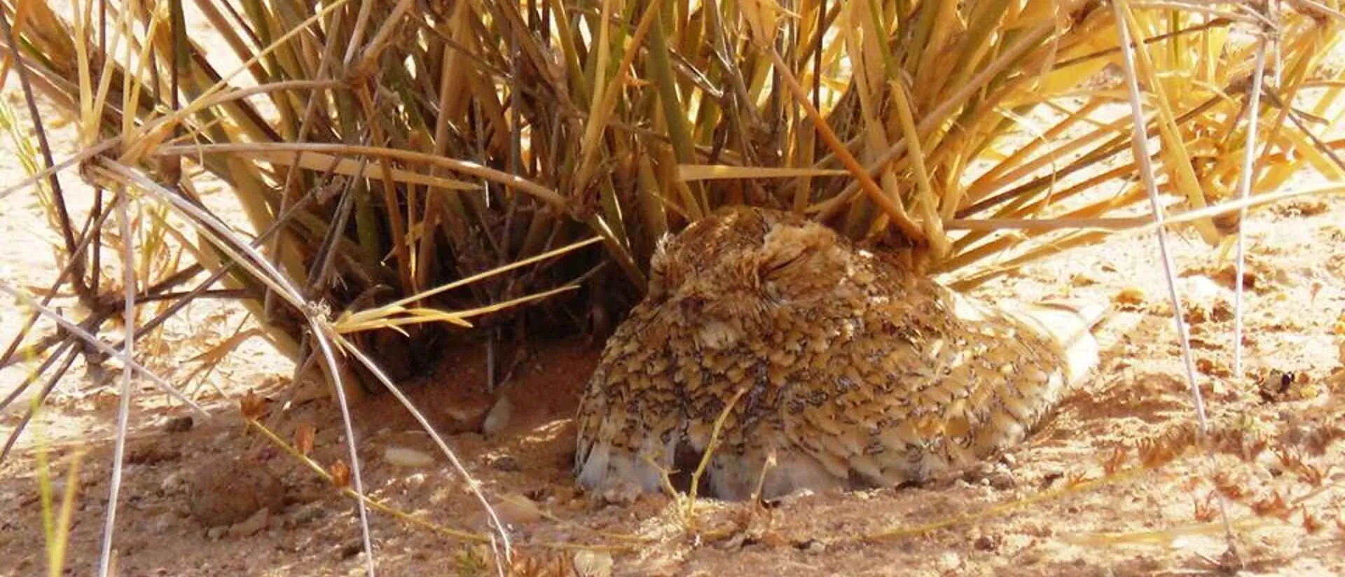 Golden Nightjar, a key target of the Western Sahara birding tour