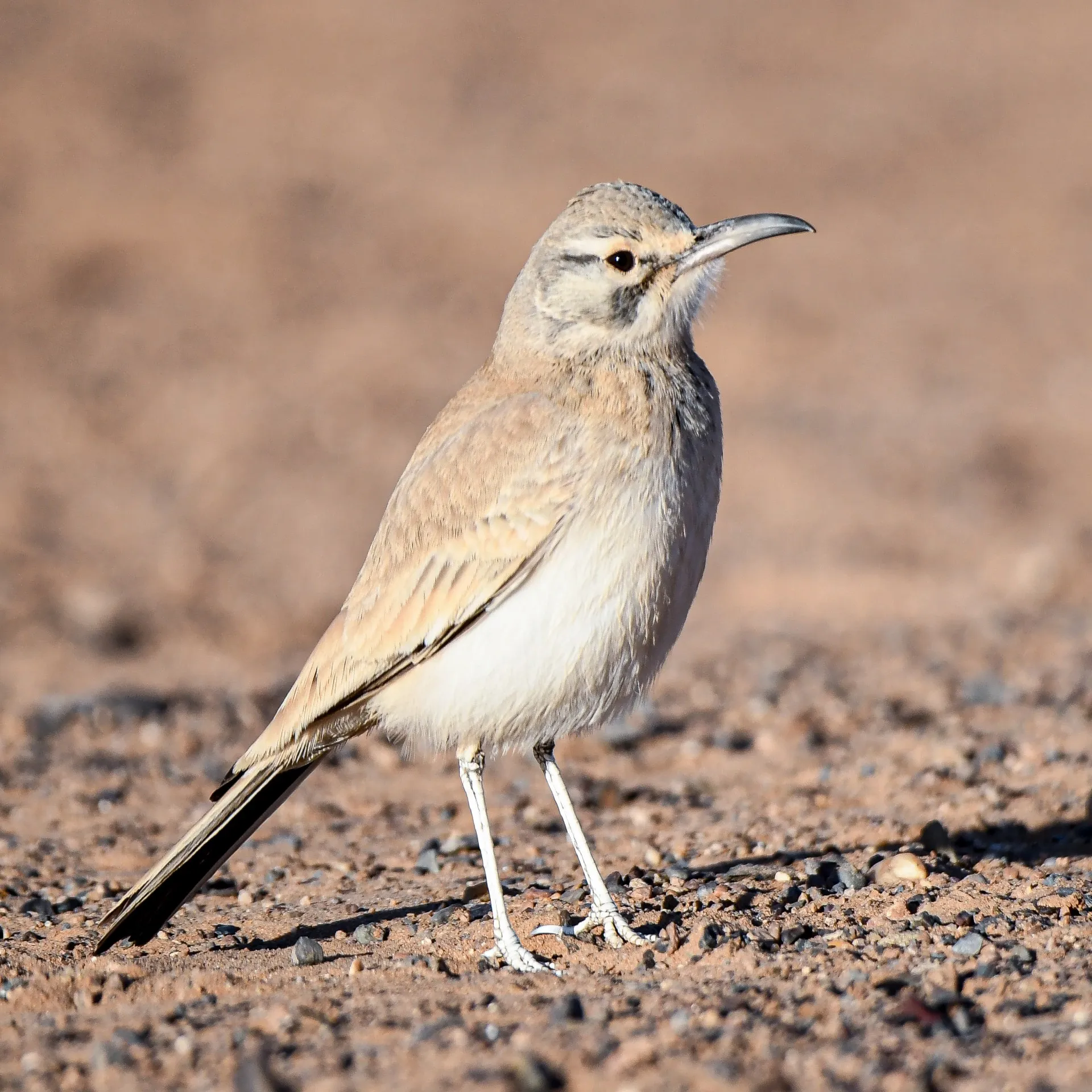 Greater Hoopoe-Lark on the desert floor near Merzouga