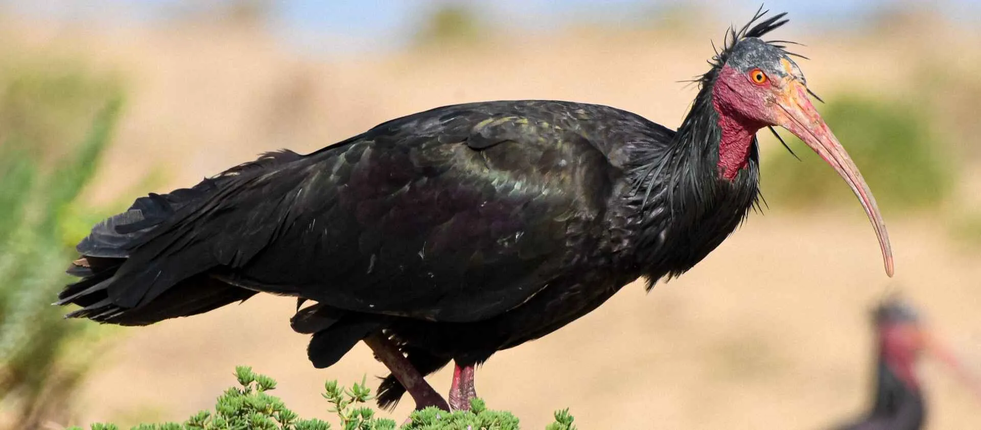 Northern Bald Ibis on the Moroccan Atlantic coast