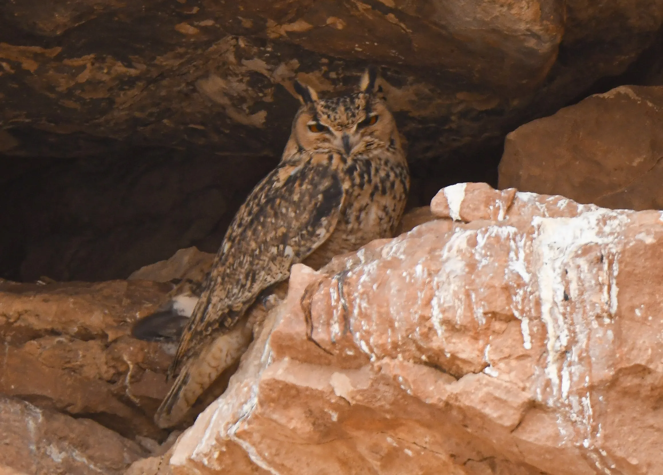 Pharaoh Eagle-Owl roosting on a rock ledge in the Moroccan desert