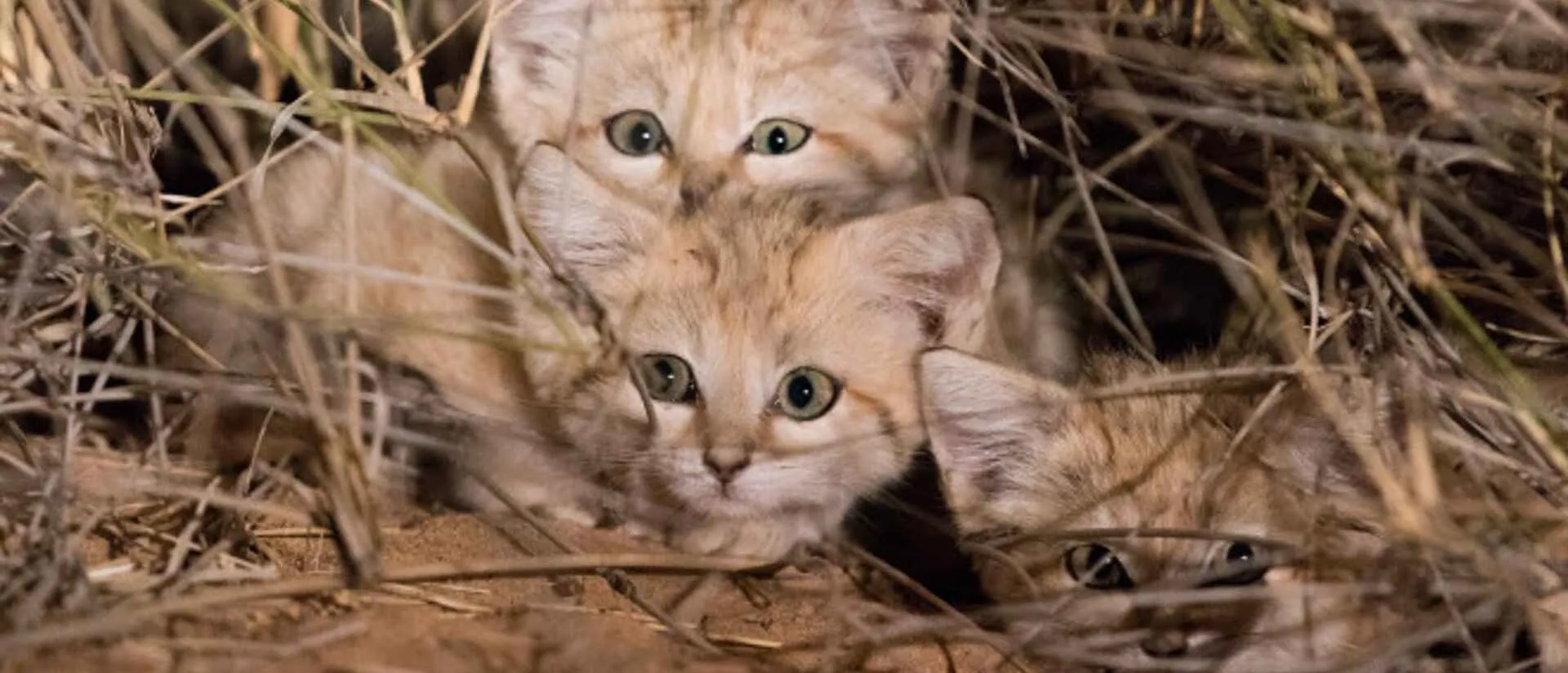 Sand Cat photographed on a Western Sahara birding tour