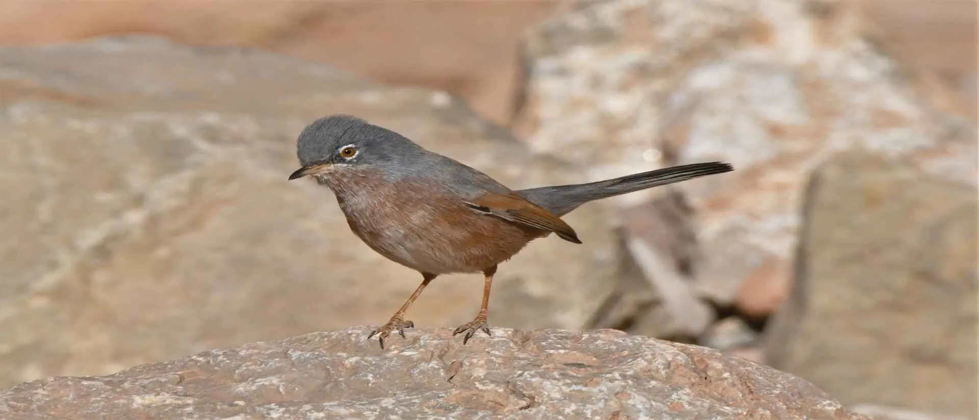 Scrub Warbler in low vegetation