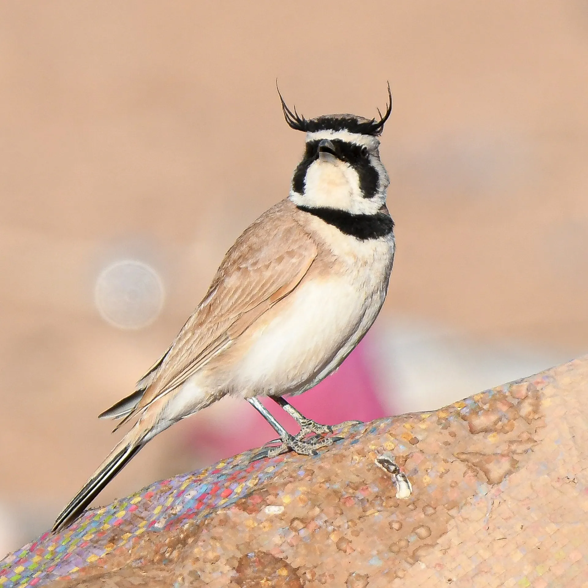 Temminck’s Lark on the stony ground of the Moroccan high plateau