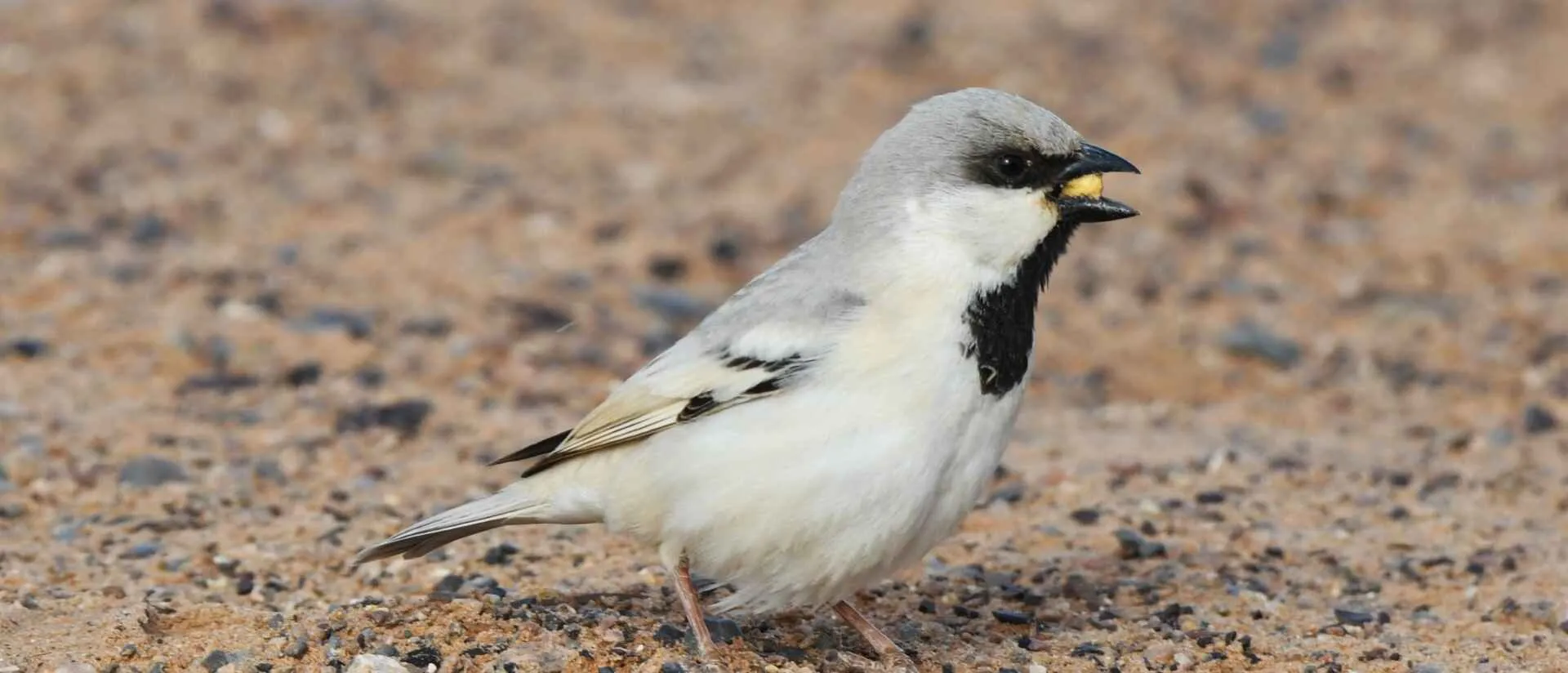 Thick-billed Lark on the stony steppe of the Tagdilt Track