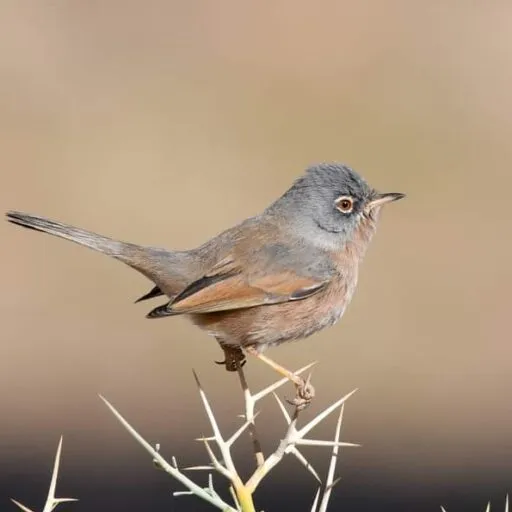 Tristram’s Warbler perched in thorny scrub