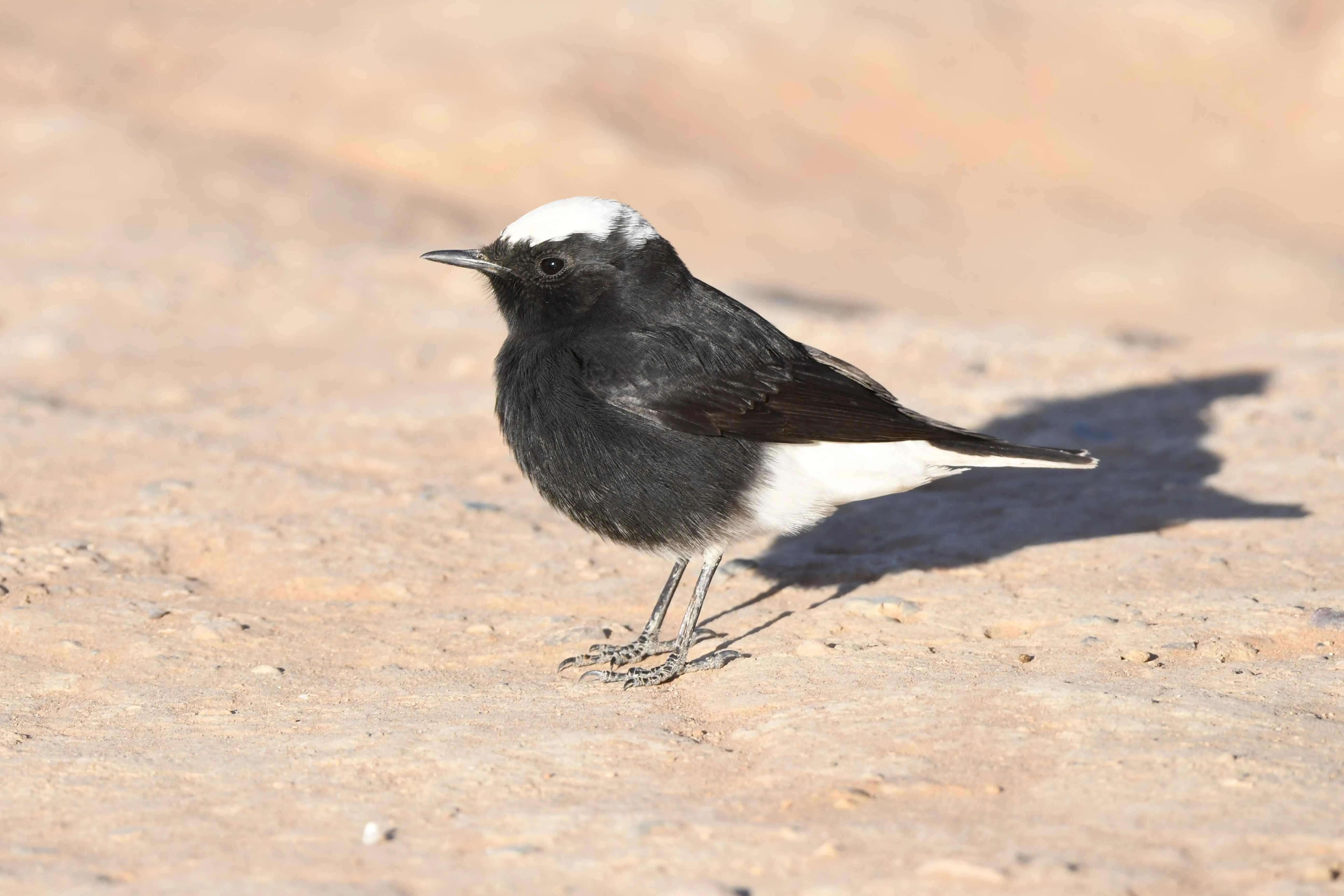 White-crowned Wheatear on the stony desert floor near Merzouga