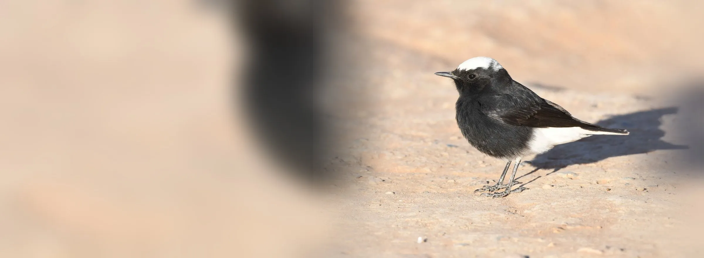 Egyptian Nightjar at its daytime roost on the desert floor