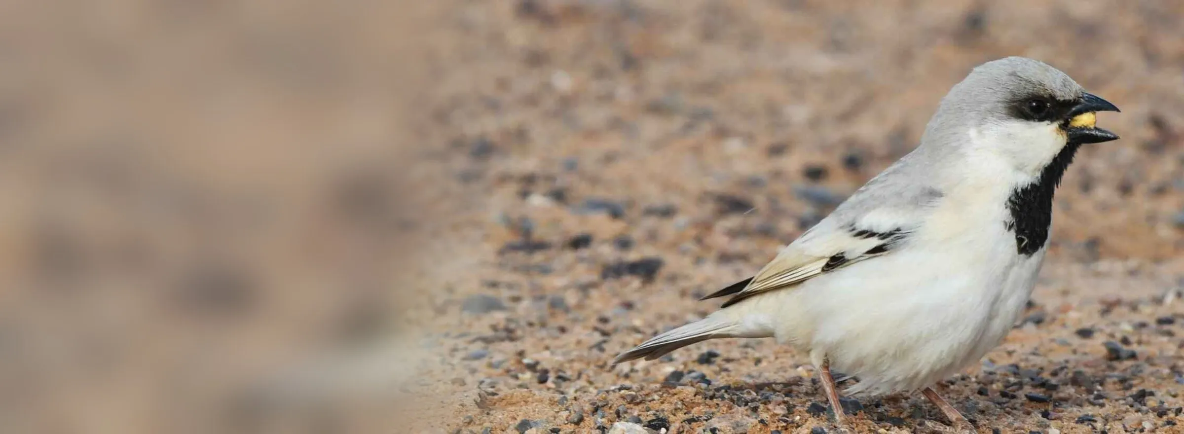 Thick-billed Lark on the stony steppe of the Tagdilt Track