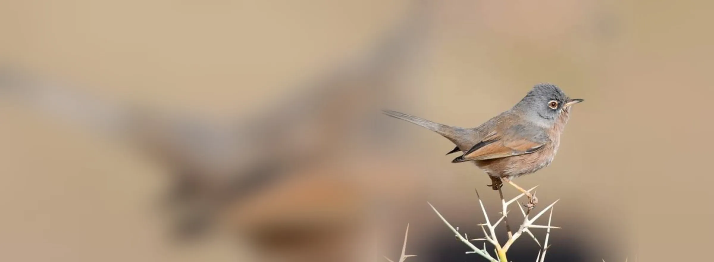 Tristram’s Warbler perched in thorny scrub