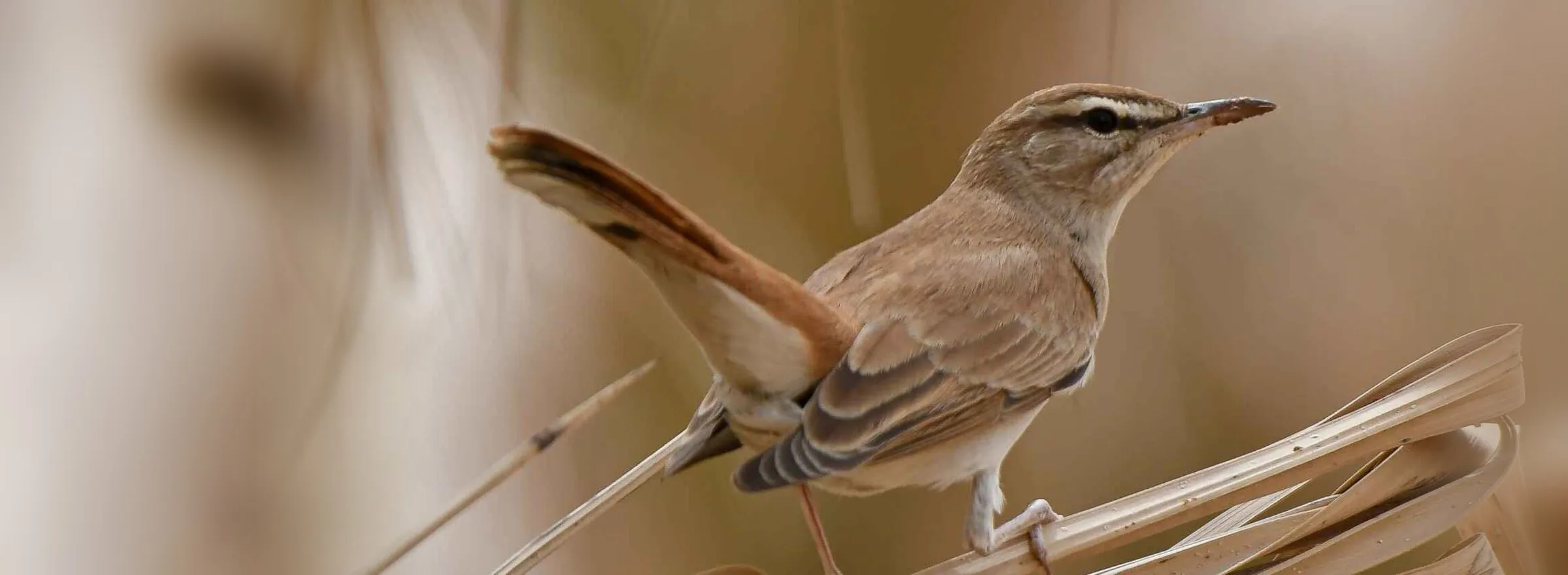 Fulvous Babbler on the ground in desert scrub
