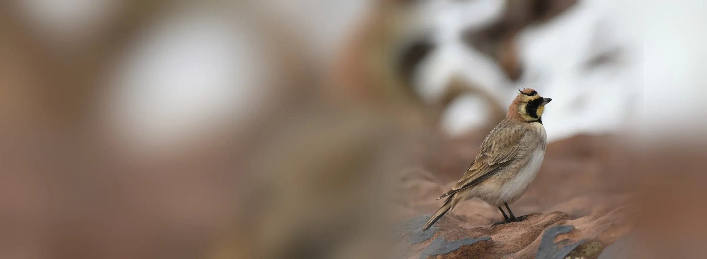 Atlas Horned Lark, a High Atlas speciality, on open ground