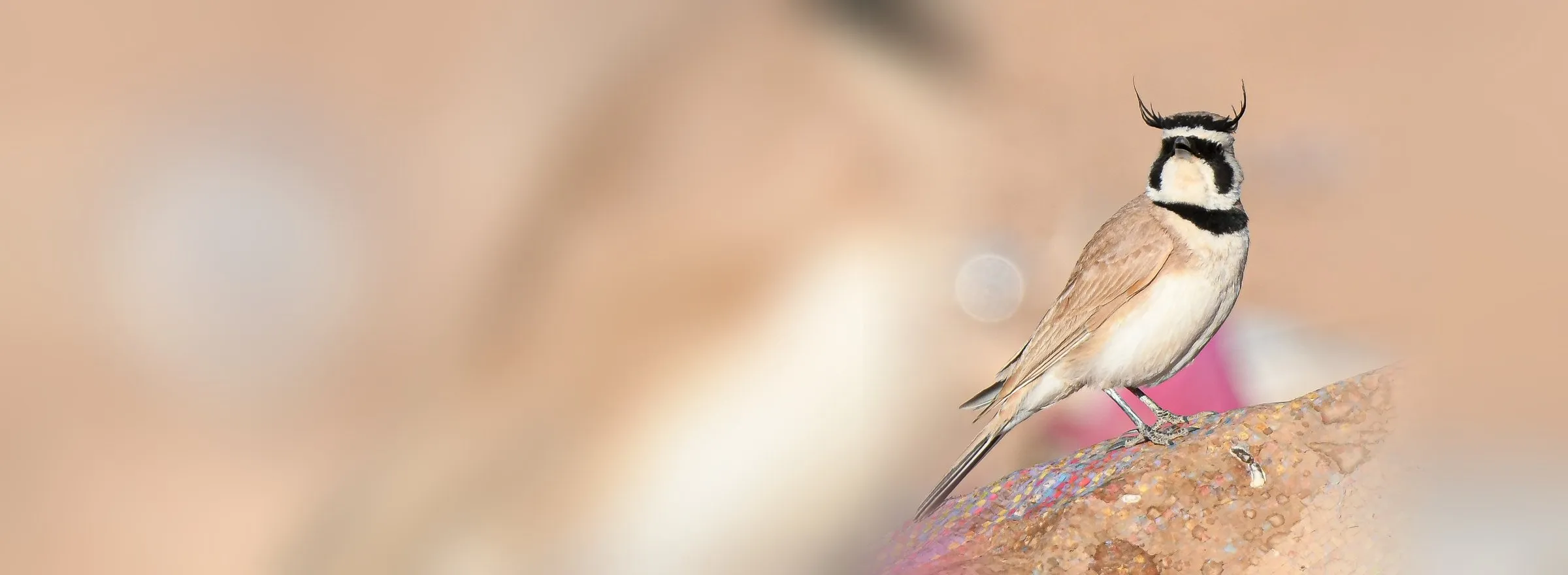 Temminck’s Lark on the stony ground of the Moroccan high plateau