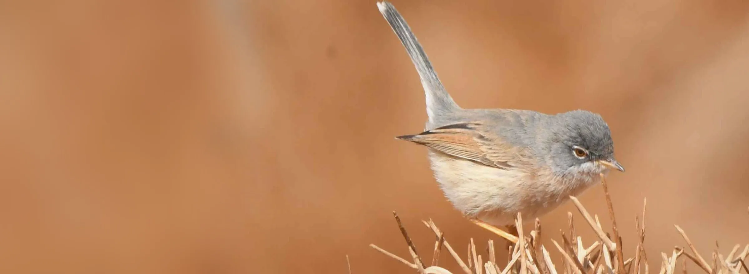 African Desert Warbler in low desert scrub