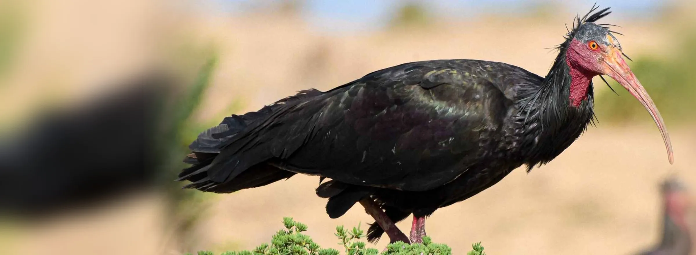 Northern Bald Ibis, a globally threatened species of the Moroccan Atlantic coast