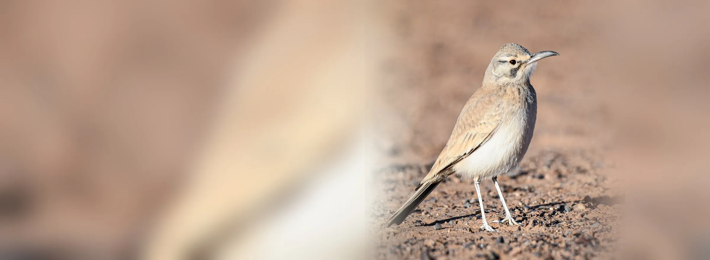 Greater Hoopoe-Lark on the desert floor near Merzouga