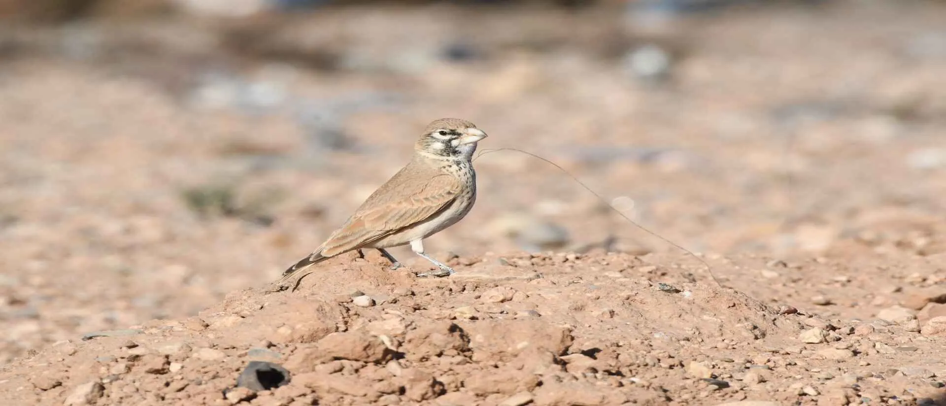 Thick-billed Lark on the Tagdilt Track near Boumalne Dades
