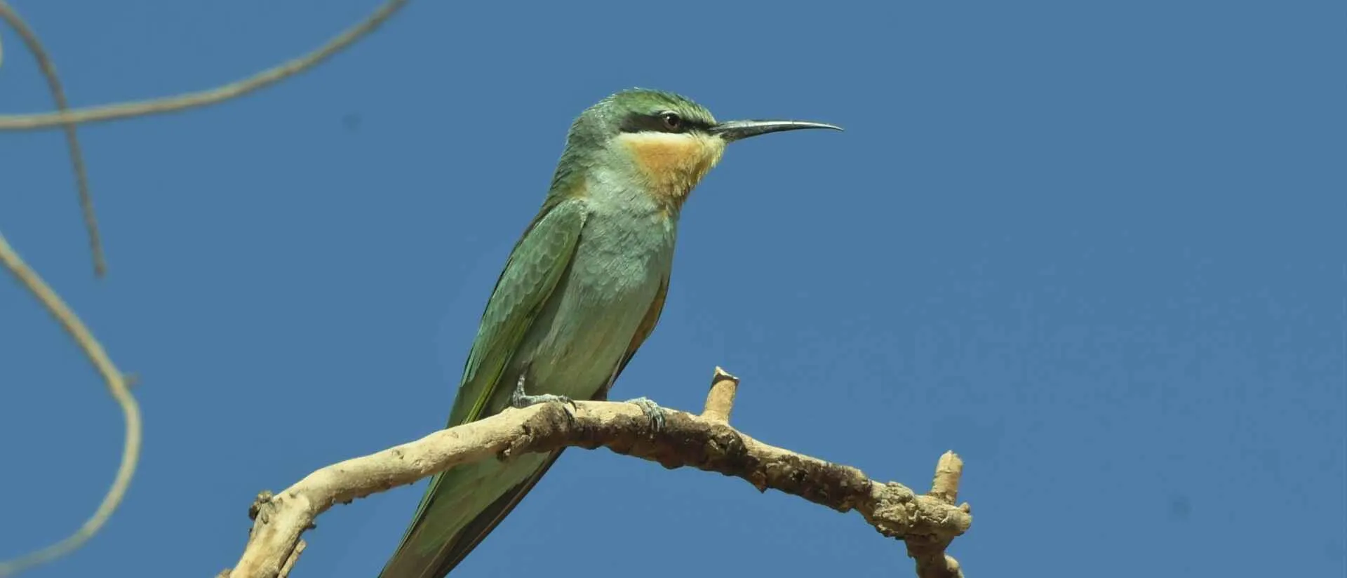 European Bee-eater perched on a branch against a clear Moroccan sky