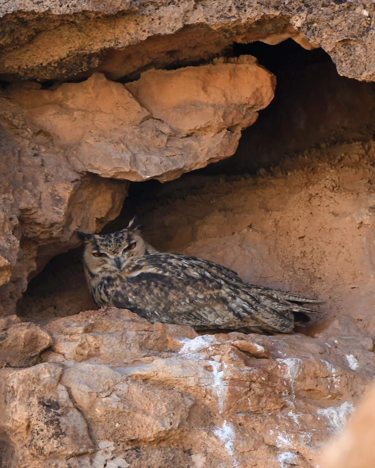 Pharaoh Eagle-Owl at its daytime roost in a rock crevice in the Moroccan desert