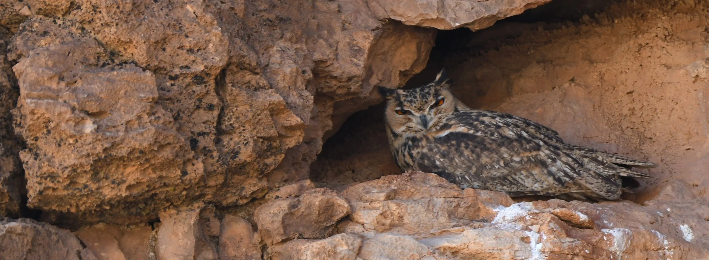 Pharaoh Eagle-Owl at its daytime roost in a rock crevice in the Moroccan desert