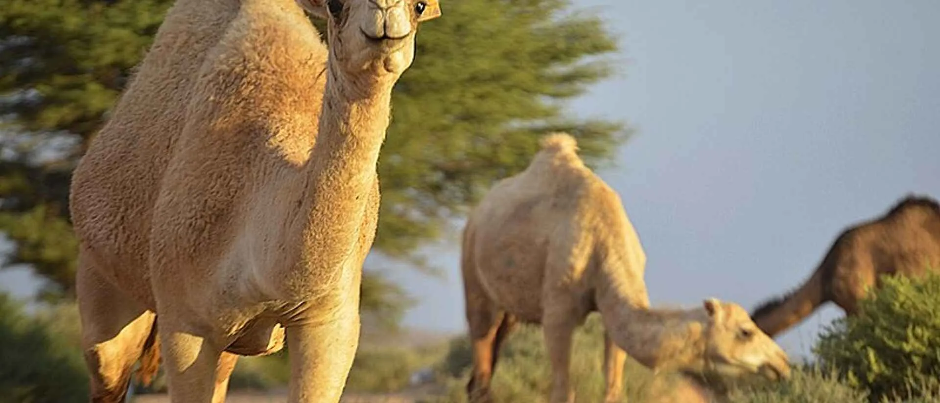 Camels in the Moroccan desert