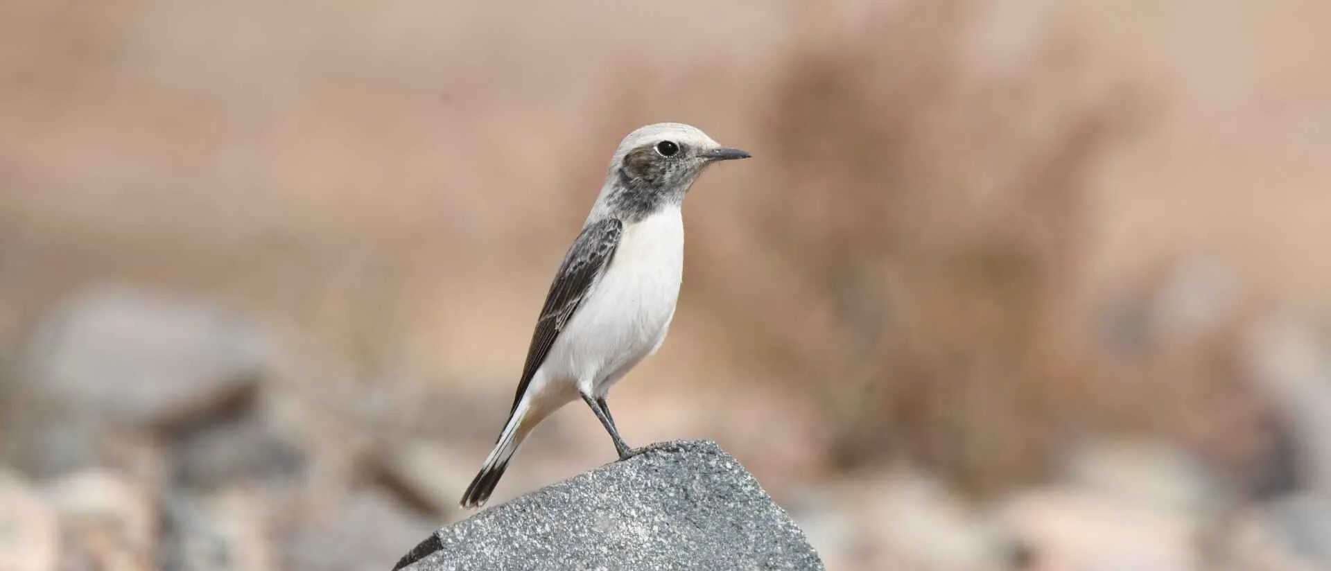 A wheatear perched on a rock