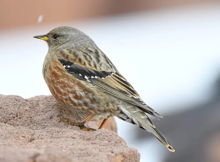 Alpine Accentor on stony ground at altitude