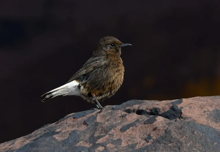 Black Wheatear perched on a rock