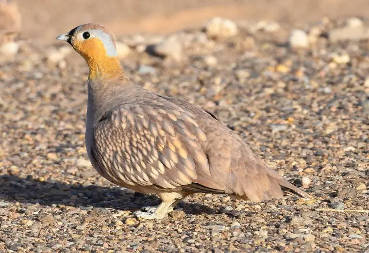 Crowned Sandgrouse walking on desert gravel