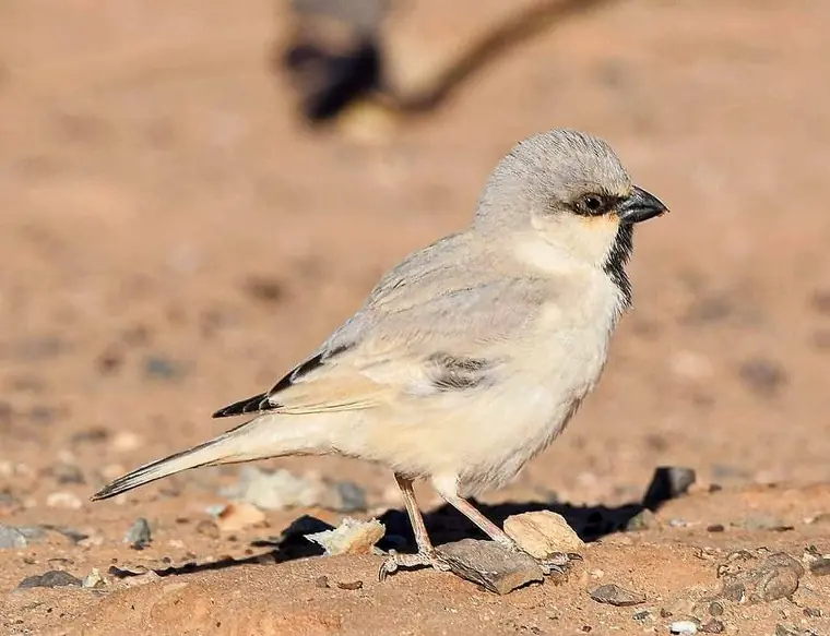 Thick-billed Lark on the stony steppe of the Tagdilt Track