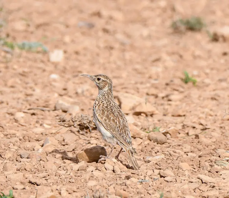 Dupont’s Lark on open steppe