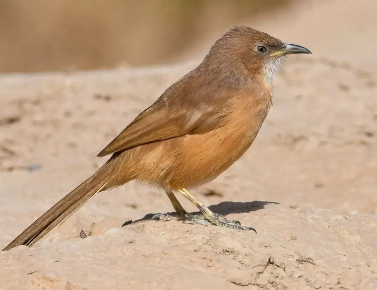 Fulvous Babbler on the ground in desert scrub