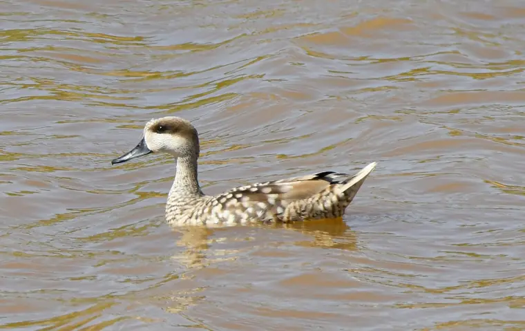 Marbled Duck on open water