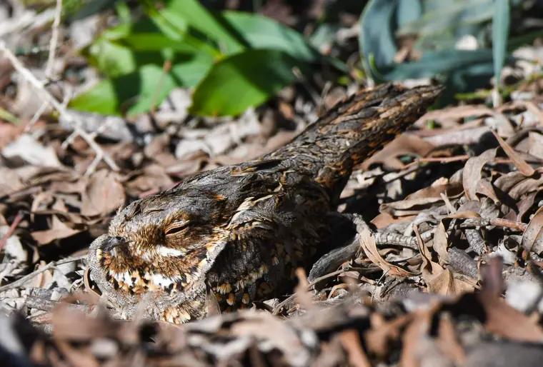Red-necked Nightjar at its daytime roost among leaf litter