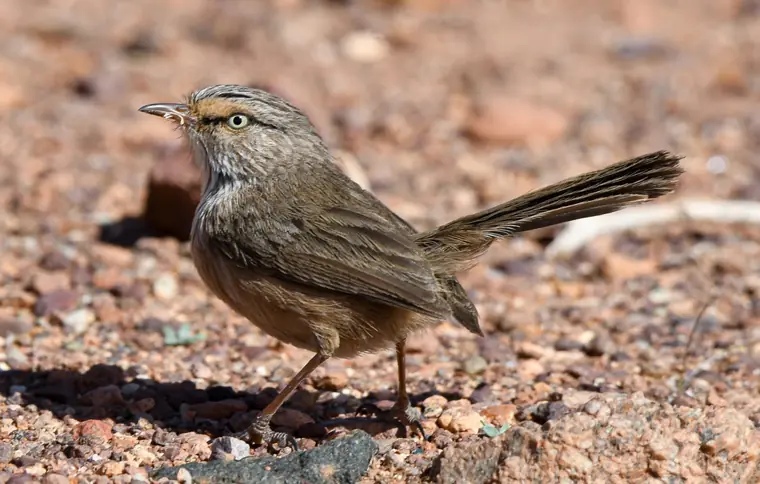 Scrub Warbler in low desert vegetation