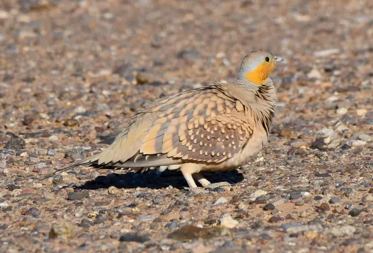 Spotted Sandgrouse on desert gravel