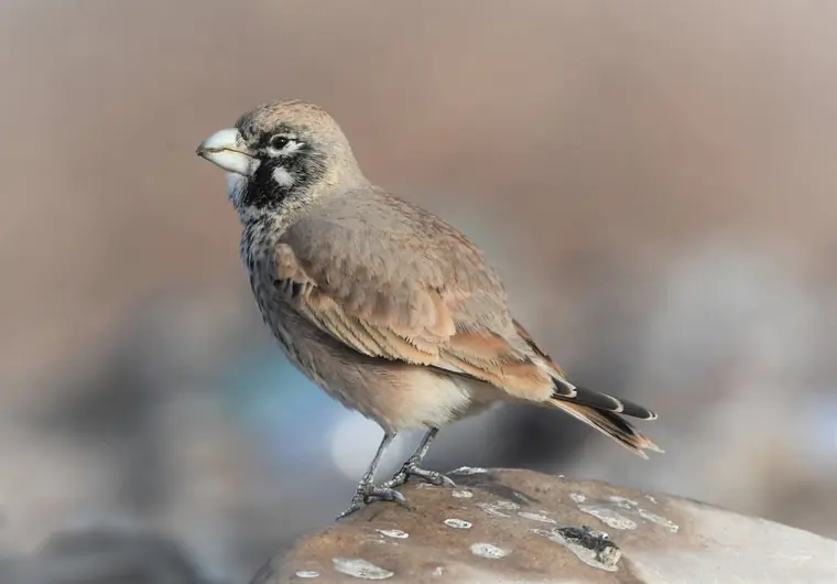 Thick-billed Lark perched on a rock