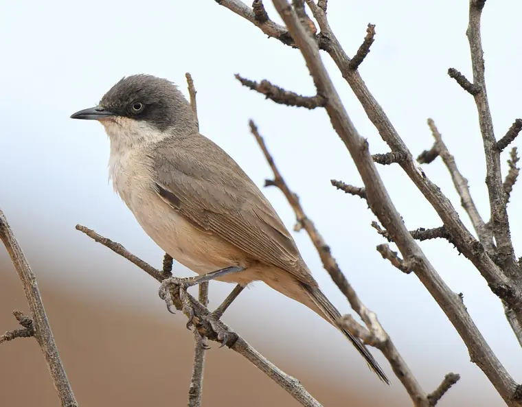 Western Orphean Warbler perched in a bare bush