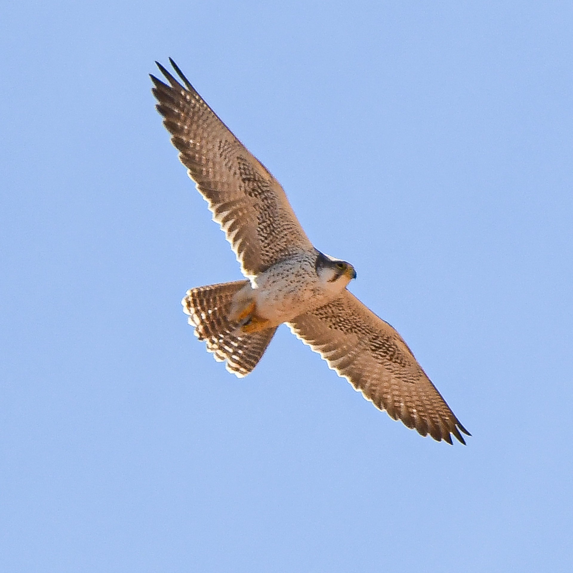 Birdwatching Morocco Tours